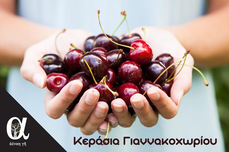 Λαχταριστά κεράσια Γιαννακοχωρίου στο οπωροπαντοπωλείο «Αέναη γη» 