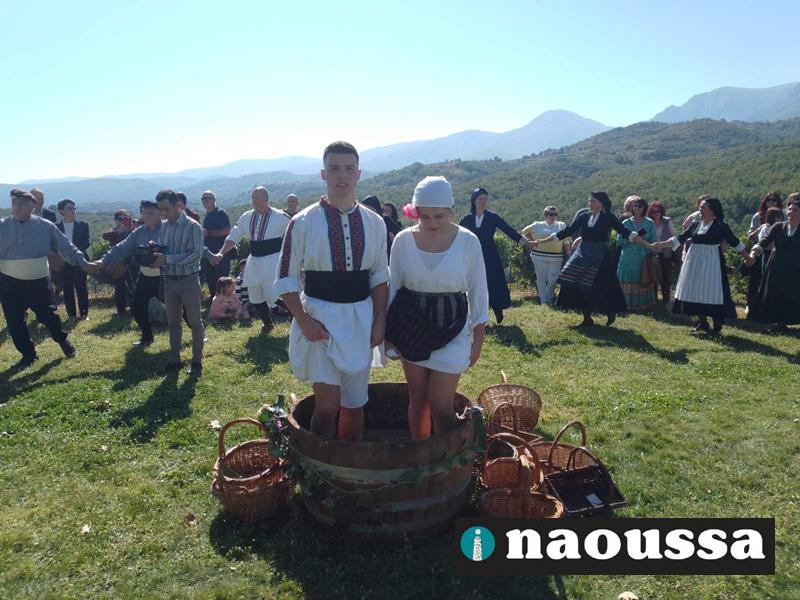 Μαγευτικό πρωινό Κυριακής με αναπαράσταση του παραδοσιακού τρύγου από το Λύκειο Ελληνίδων Νάουσας με τη συμμετοχή της χορωδίας του Συλλόγου στο Κτήμα Κυρ Γιάννη (video+φωτορεπορτάζ) 