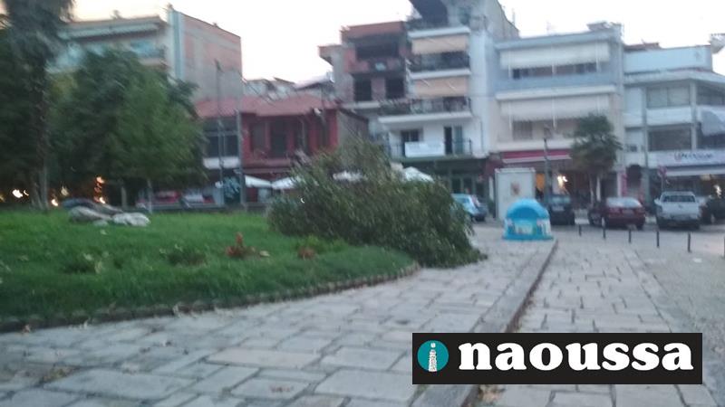 Πτώσεις δέντρων και έντονη ανησυχία για τις καλλιέργειες από την έντονη βροχόπτωση και τους θυελλώδεις ανέμους στη Νάουσα 