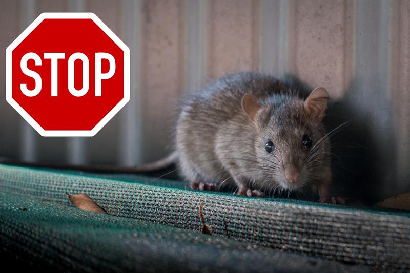 Ολοκληρωμένες λύσεις απαλλαγής από τρωκτικά στην Φάρμα ΕΕ – Φανιάδης 