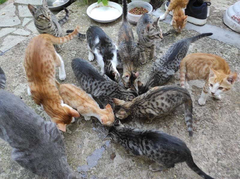 Αγαπάμε τα ζώα ή τα αφήνουμε αβοήθητα ή ''απανθρωπιά'' όπως πάντα;