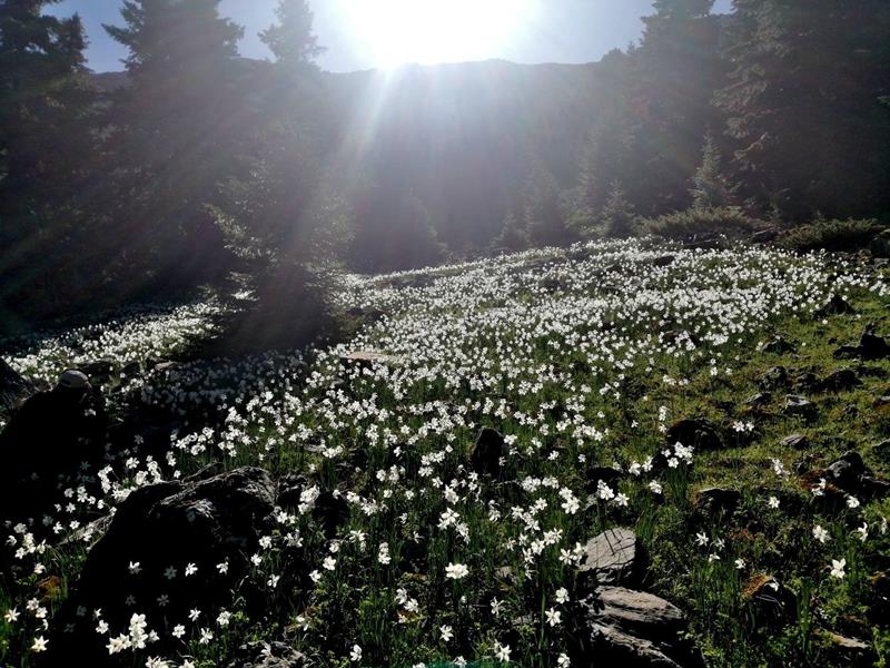 Παιώνιες Κράστας Σάββατο 8/5/2021, 11.00 π.μ Γιαννακοχώρι Νάρκισσοι Κουτσούφλιανης 16/5/2021,11.00 π.μ στο Λιβάδι Με το SOS Β έ ρ μ ι ο