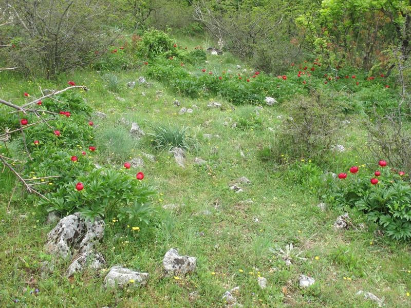 Παιώνιες Βερμίου, στον Κεδρώνα, στα 1200 μέτρα-Τελευταία εκδρομή 11ης πρωινής, Κυριακή 23/5/2021
