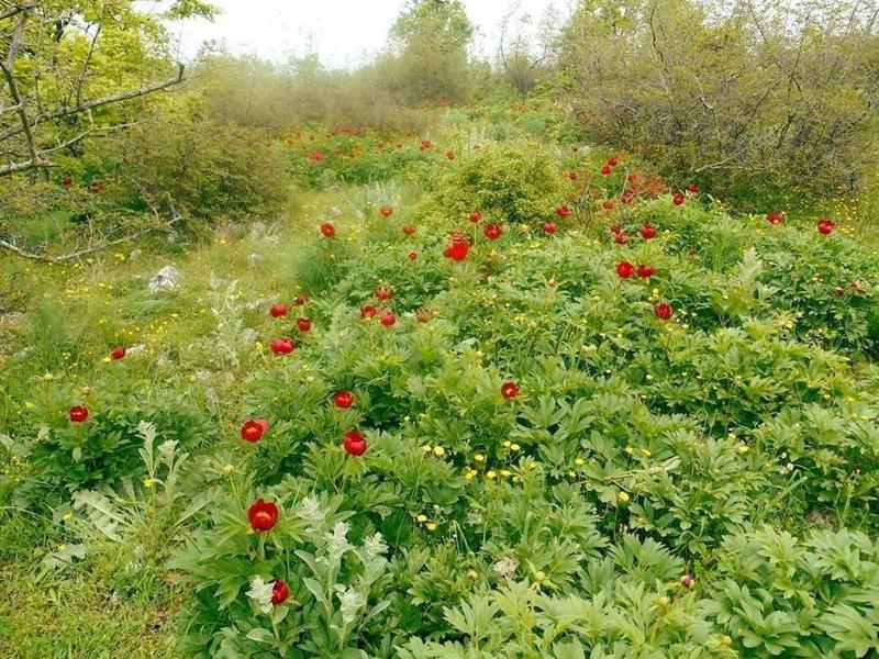 Δύο εκδρομές ιερότητας και ομορφιάς στο Βέρμιο!