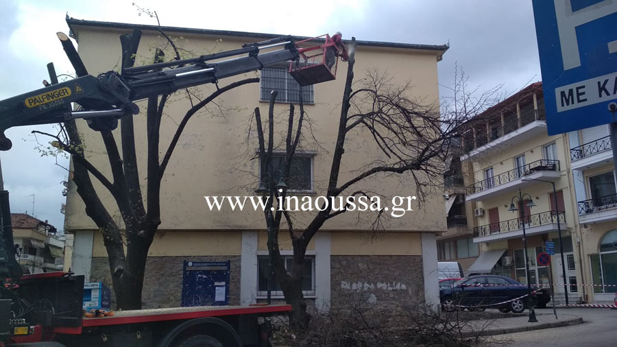 Κοπή επικίνδυνων δέντρων πέριξ του Διοικητηρίου της Νάουσας
