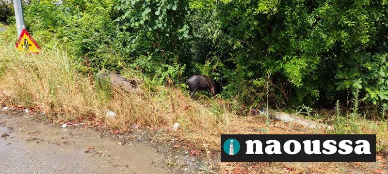 Αγριογούρουνα στα όρια της πόλης της Νάουσας