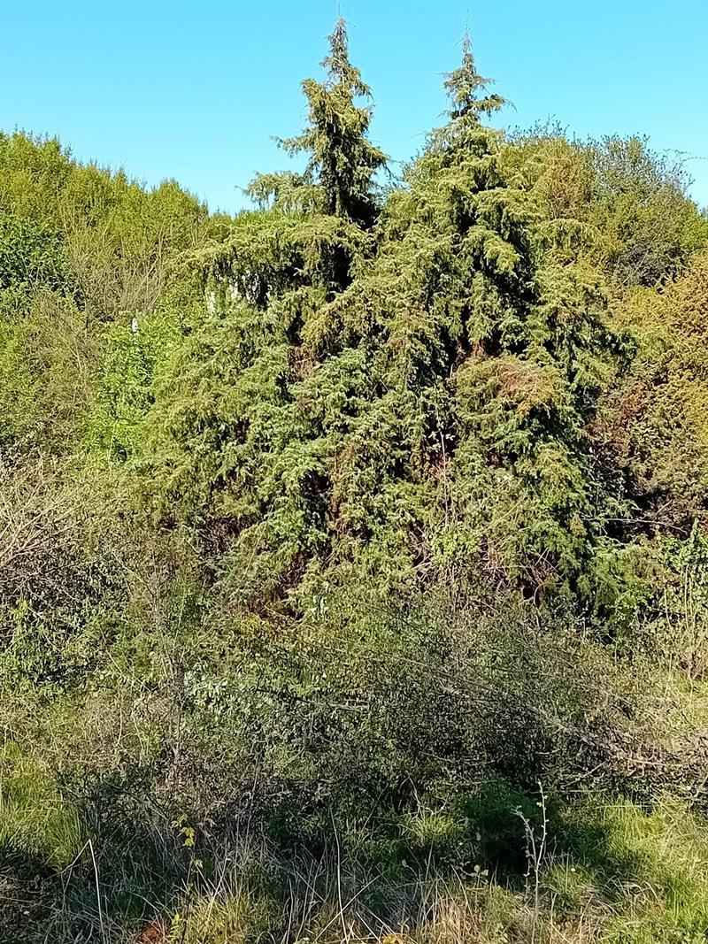 Στο Δάσος των Κέδρων, στο Γιαννακοχώρι Νάουσας, 28/4/2024 