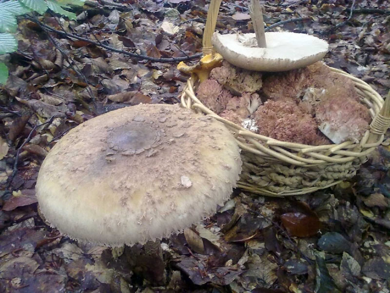 Τα μανιτάρια του Βερμίου από το naoussa.gr