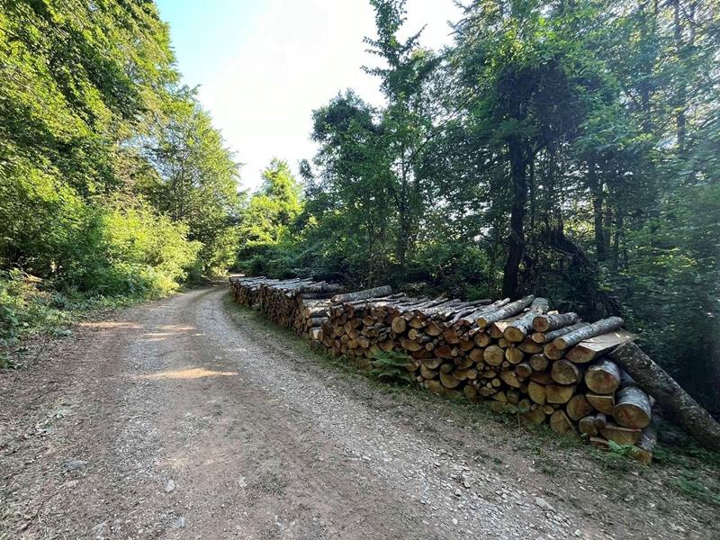 Ξεκίνησε η διάθεση καυσόξυλων για την κάλυψη αναγκών ευπαθών ομάδων