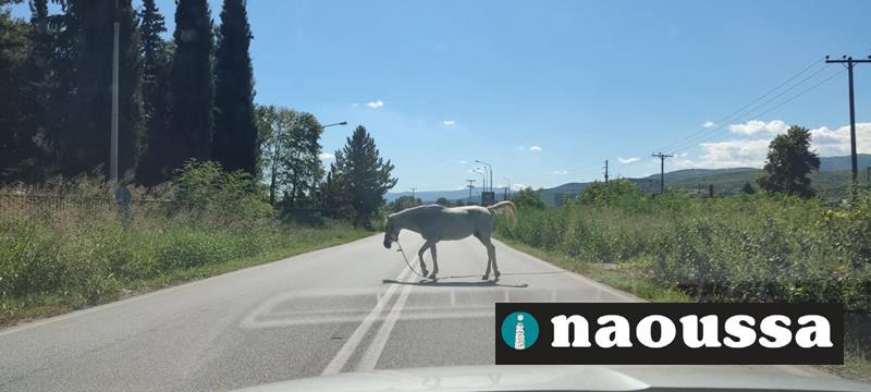 Άλογο σε κεντρικό δρόμο Νάουσας-Βέροιας 