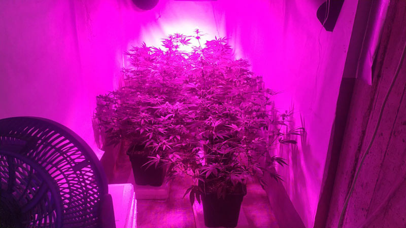 Σύλληψη άντρα με υδροπονική καλλιέργεια κάνναβης στη Νάουσα (video) 