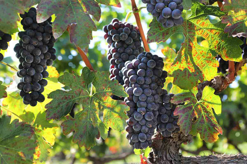 Διαγωνισμό φωτογραφίας με θέμα τον τρύγο και την παραγωγή κρασιού διοργανώνει ο Δήμος Νάουσας