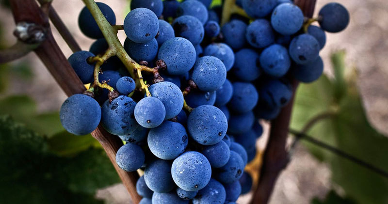 Ξινόμαυρο: «Το Barolo του φτωχού» -Βρετανική ιστοσελίδα εγκωμιάζει την ποικιλία της Νάουσας