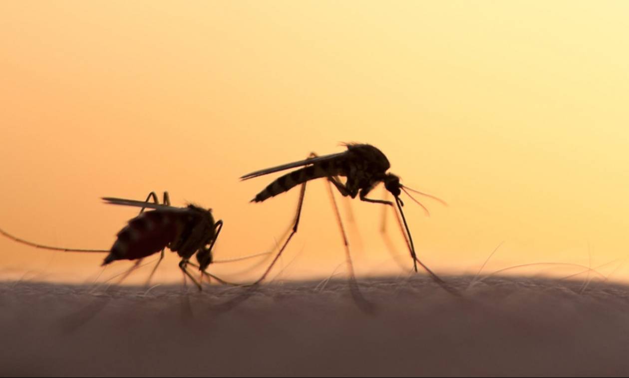 «Μέτρα προστασίας από τα κουνούπια» από την Διεύθυνση  Δημόσιας Υγείας  και  Κοινωνικής  Μέριμνας  Π.Ε Ημαθίας
