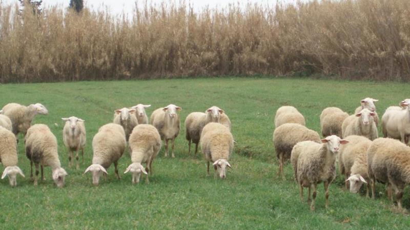 Αιτήσεις κτηνοτρόφων για δήλωση βοσκής στη Νάουσα 