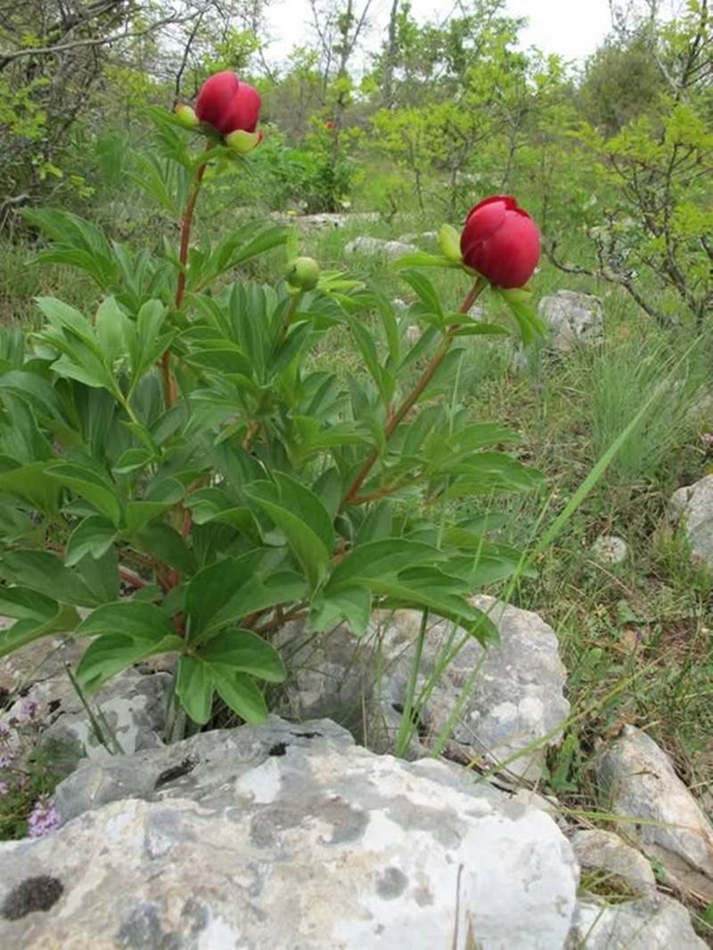  Κυριακή, 4.5.2025, Παιώνιες Κράστας, 10:30, από πλατεία Γιαννακοχωρίου