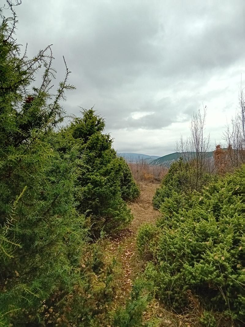 Στο Δάσος των Κεδρών, στο Γιαννακοχώρι, 30.11.2025-Η πιο θεραπευτική εκδρομή βαδίζοντας και αναπνέοντας
