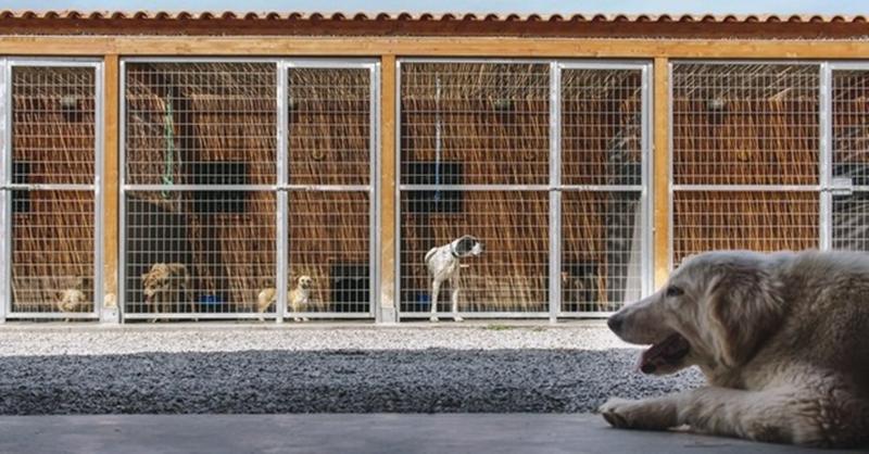 Προχωρά η κατασκευή του καταφυγίου αδέσποτων – Έτοιµο πριν το καλοκαίρι